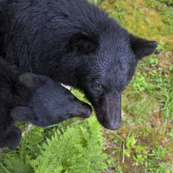 Alaska, Anan Creek Mother bear and cub